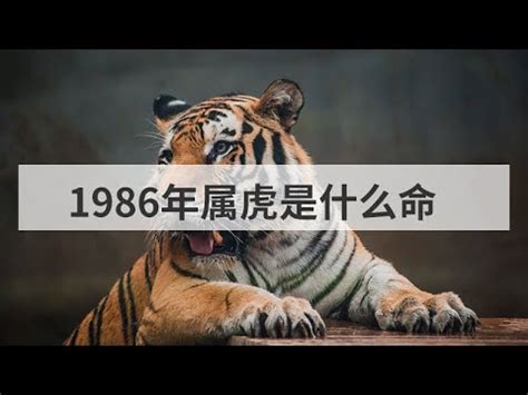 1986年屬虎|【1986年是什麼命】1986年生是什麼命？屬虎者命運大揭秘！